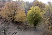 گزارش تصویری از فصل پاییز در جنگل ابر شاهرود